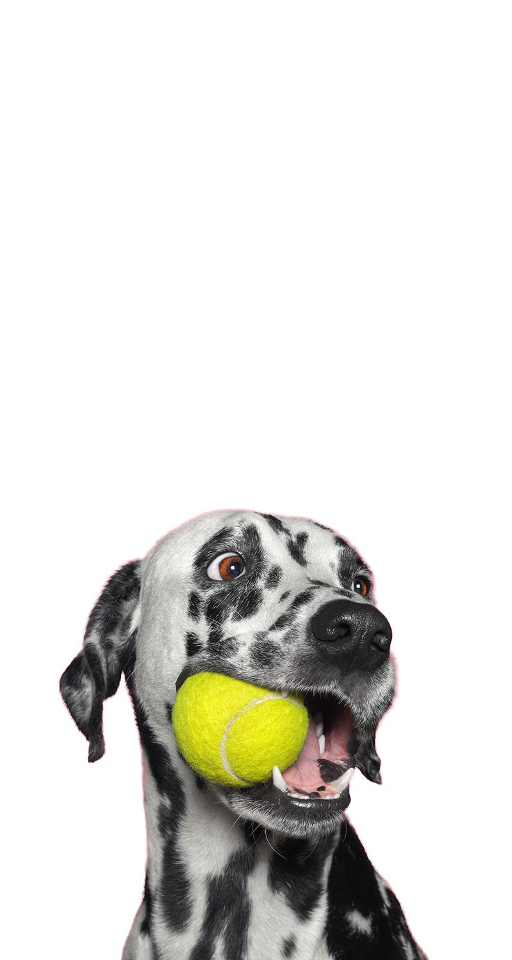 Cachorro com uma bola, representando os pets protegidos pelo Hermes Finder